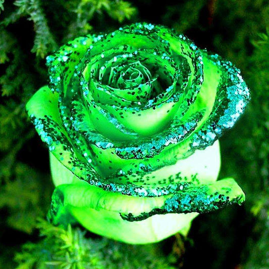 100 Pcs Green Rose Seed - Unique and Exotic Plant