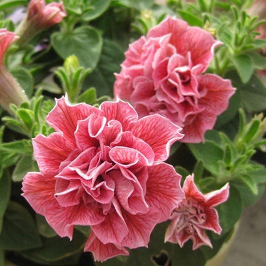 100 PCS Vibrant Mixed Double Petunia Seeds - Dwarf Varieties for Magnificent Blooms
