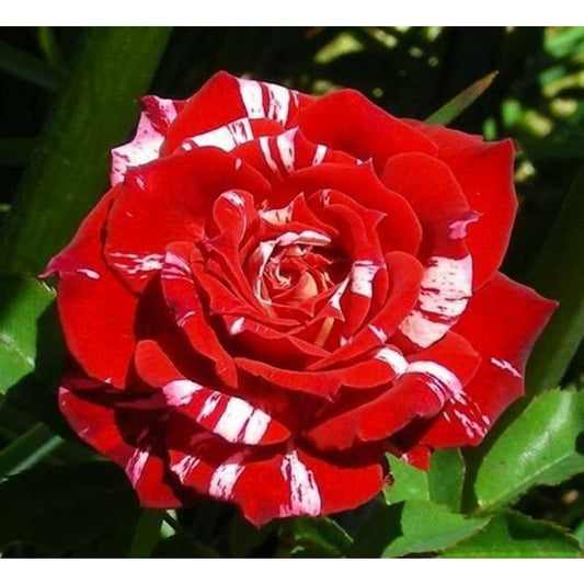 100 PCS Deep Wine Burgundy True Rose Seeds - Heirloom Fragrance & Velvety Petals