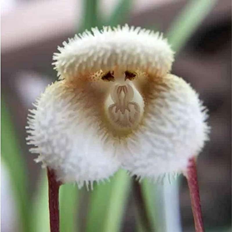 220pcs The color monkey orchid seeds and flowers bloom all season is the perfect complement to the garden