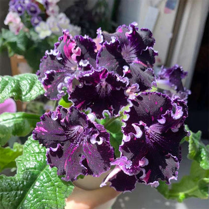 174pcs Multicolor African Violet Seeds for Planting - Indoor Saint Paul Violet
