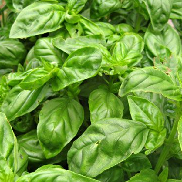 Basil Ceasar Seeds