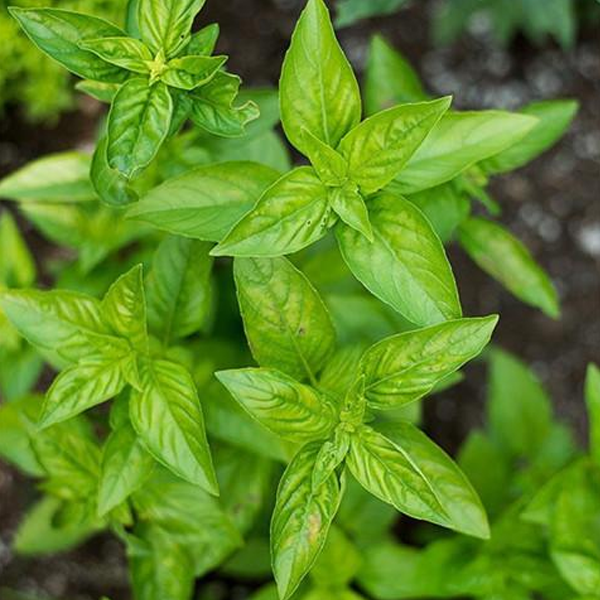 Basil Ceasar Seeds