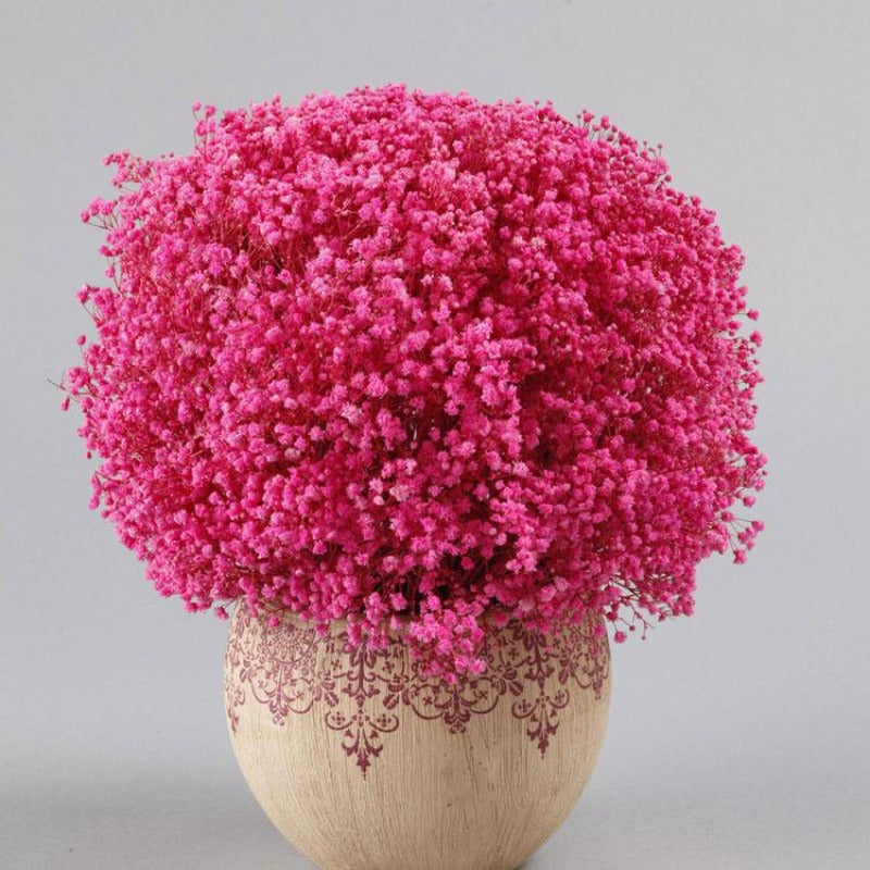 Gypsophila Flower Seeds