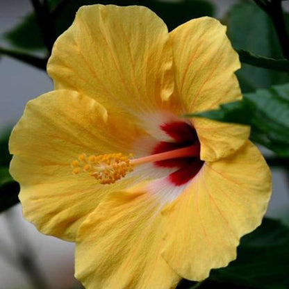 100 PCS Vibrant Yellow Hibiscus Seeds - Bring Tropical Charm to Your Garden