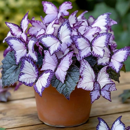 100 PCS Mesmerizing Butterfly Orchid Seeds