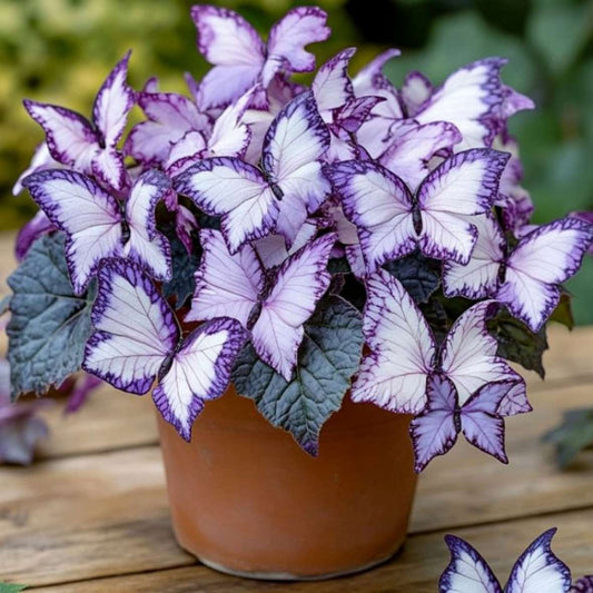 100 PCS Mesmerizing Butterfly Orchid Seeds