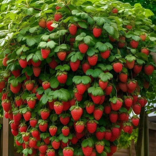 1000 PCS Climbing Strawberry Seeds -The secret weapon of harvest