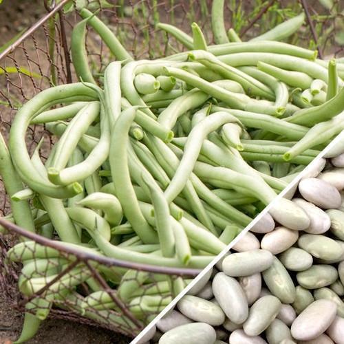Fortex Pole Bean Seeds