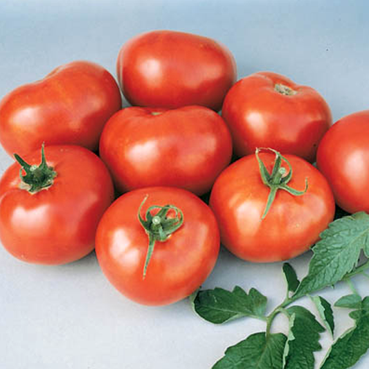 Better Boy Tomato Seeds