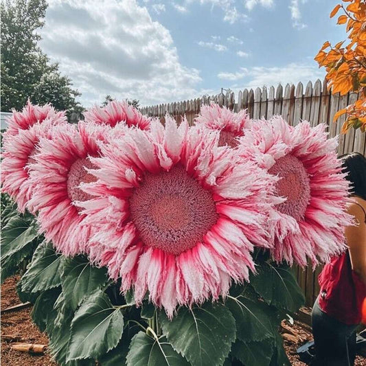 25PCS Colorful Pink Fringed Sunflower Seeds - Brilliance for Your Garden
