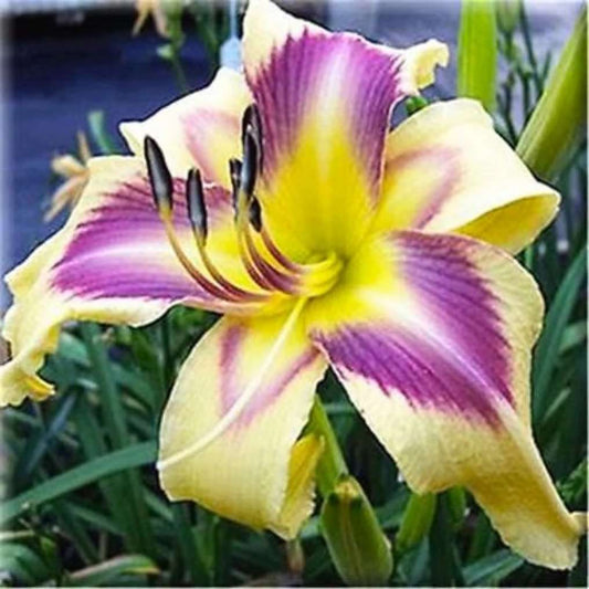 100 PCS Yellow Premium Daylily Seeds - Vibrant Hybrids for Your American Garden