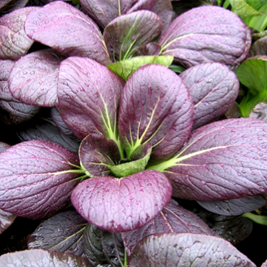 Purple Bok Choy Cabbage Seeds