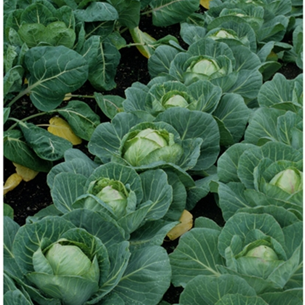 Spring Green Cabbage Seeds