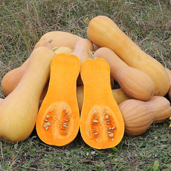 Butternut Squash Seeds