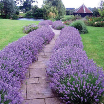 100 PCS Lavender Seeds - Pure & Fresh, Ideal for Creating a Fragrant Garden Oasis