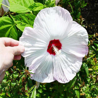 100 PCS Exotic Dark Purple Mixed Gaint Hibiscus Seeds - Vibrant Garden Accents for Your Yard