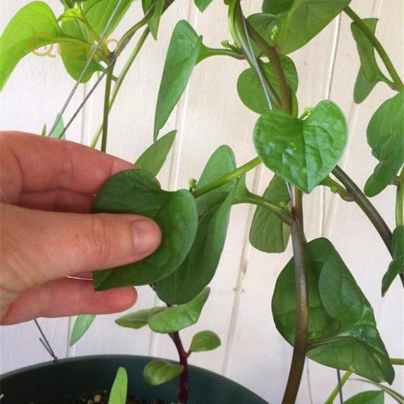 Big Leaf Gynura Cusimbua Seeds