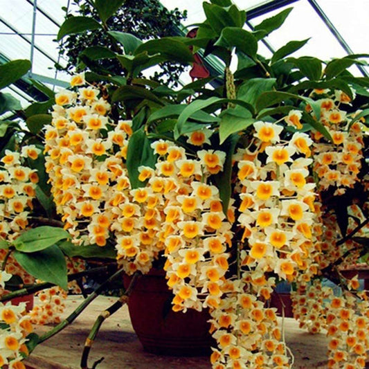 100 PCS Vibrant Yellow & White Dendrobium Orchid (Ball Flower Dendrobium) Seeds - Nature's Elegance for Your Garden