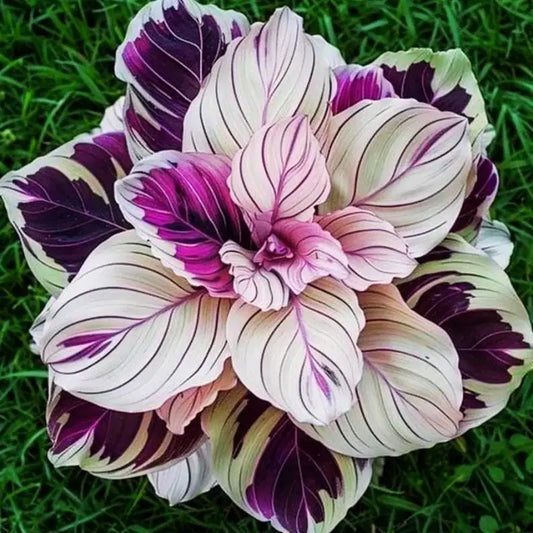 100PCS Hosta seeds perennial planting