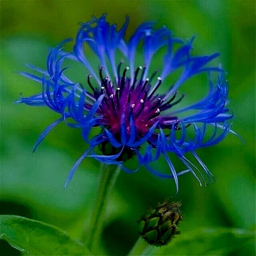 Blue Scarlet Bee Balm Cornflower Seed - Monarda Didyma - Rare and Beautiful Perennial Flowering Plant