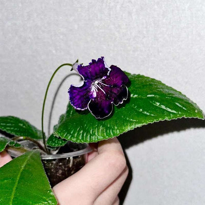 174pcs Multicolor African Violet Seeds for Planting - Indoor Saint Paul Violet