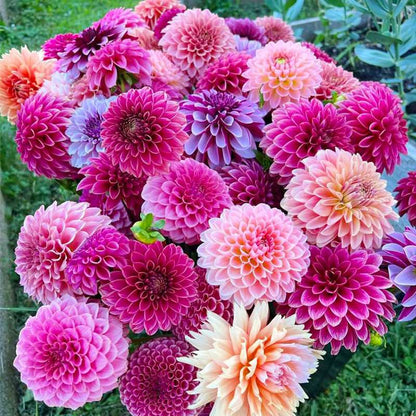 100 PCS Vibrant Mixed Color Dahlia Seeds - A Rainbow of Beauty for Your Garden