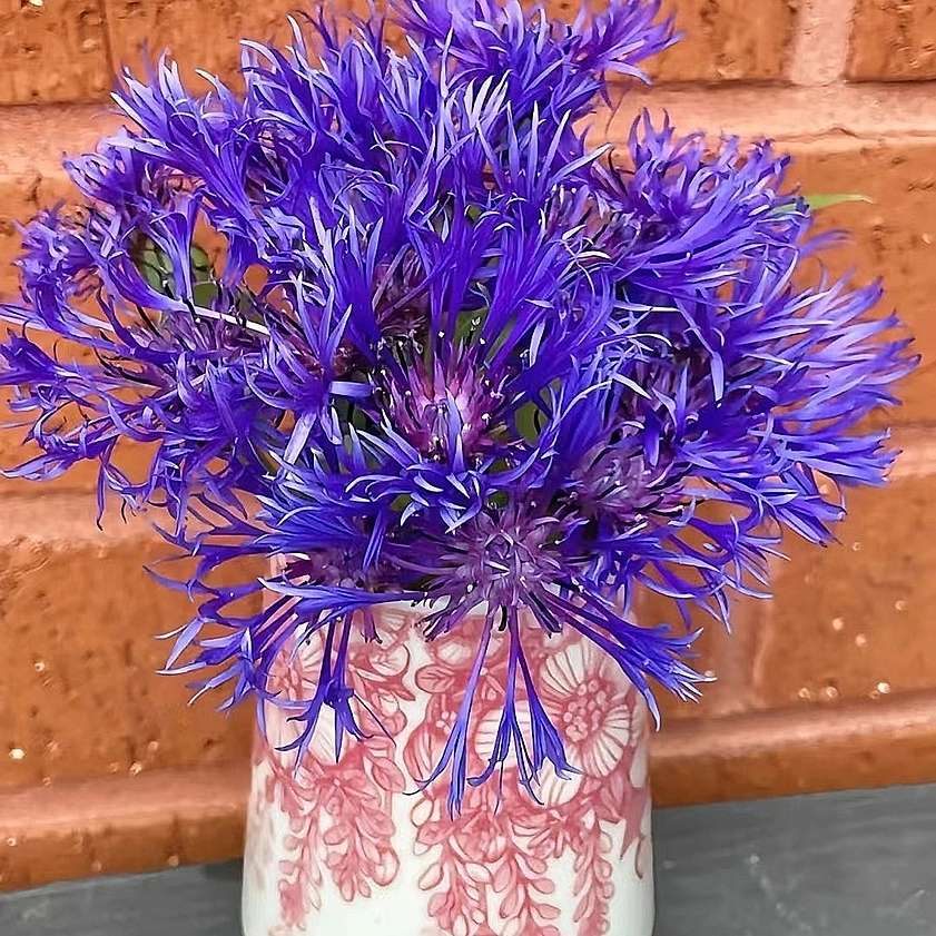 Blue Scarlet Bee Balm Cornflower Seed - Monarda Didyma - Rare and Beautiful Perennial Flowering Plant