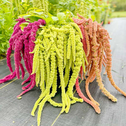 100 PCS Vibrant Tailless Amaranth Seeds - Amaranthus caudatus for Ornamental Gardens & DIY Projects