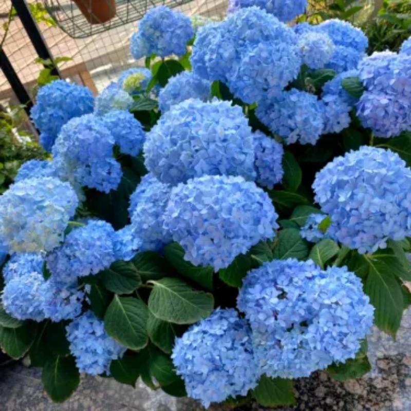 The Perennial Hydrangea Seeds