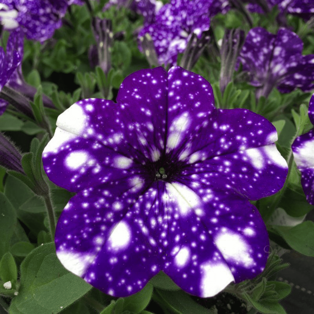 100 PCS Premium Deep Purple Petunia Seeds