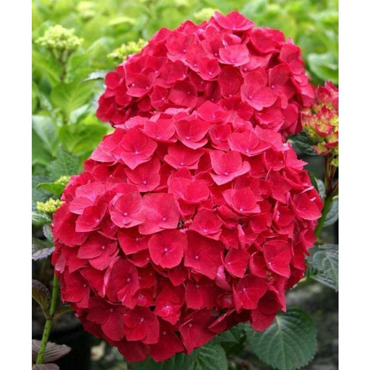 20 PCS Red Hydrangea Macrophylla Seeds - Vibrant Red Blooms for Your Garden