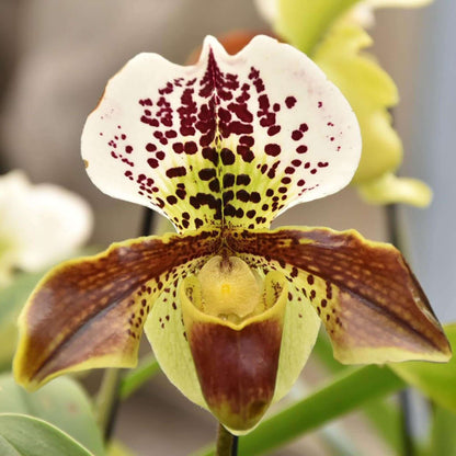 The Of Maverick New 200Pcs Butterfly Orchid Seeds Black Universal