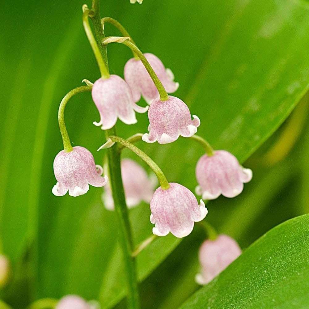 100 PCS Pink Lily of the Valley Seeds - Elegant & Fragrant Addition to Your Garden