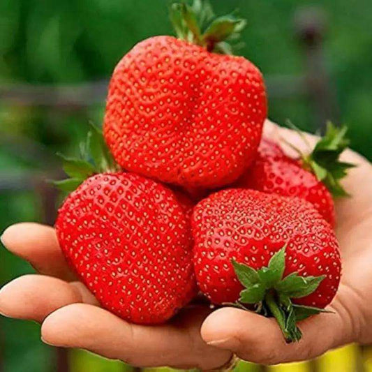 1000 PCS Giant Strawberry Seeds - Flavorful and Visual Delight for Your Garden(Non-GMO)