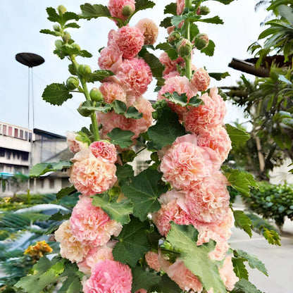 100 PCS Exquisite Mixed Double Hollyhock (Alcea Rosea) Flower Seeds - Ideal for Your American Garden