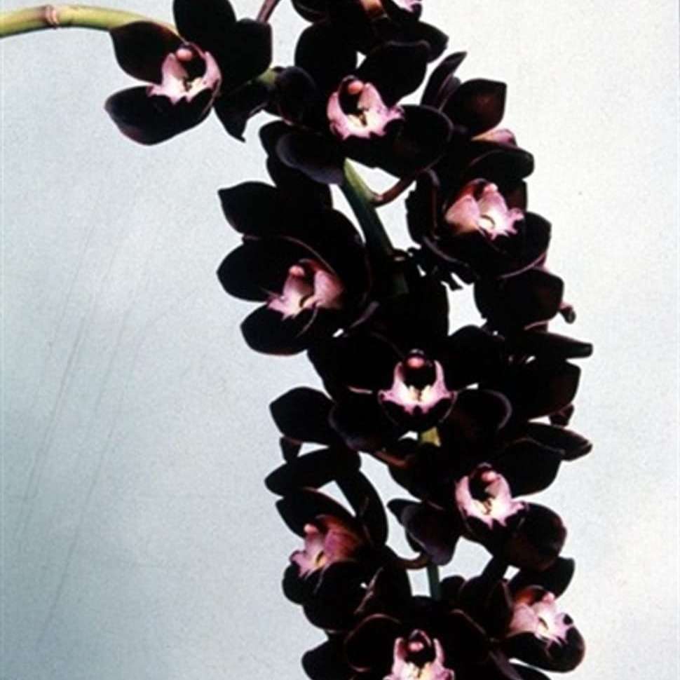 The Of Maverick New 200Pcs Butterfly Orchid Seeds Black Universal