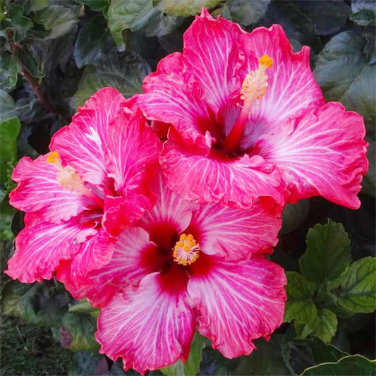100 PCS Vibrant Pink Hibiscus Seeds, Bringing Tropical Charm to Your Garden