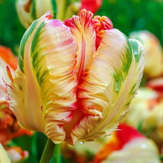5 PCS Double Parrot Tulip Bulbs - Rare Hybrid Seeds for Your Garden