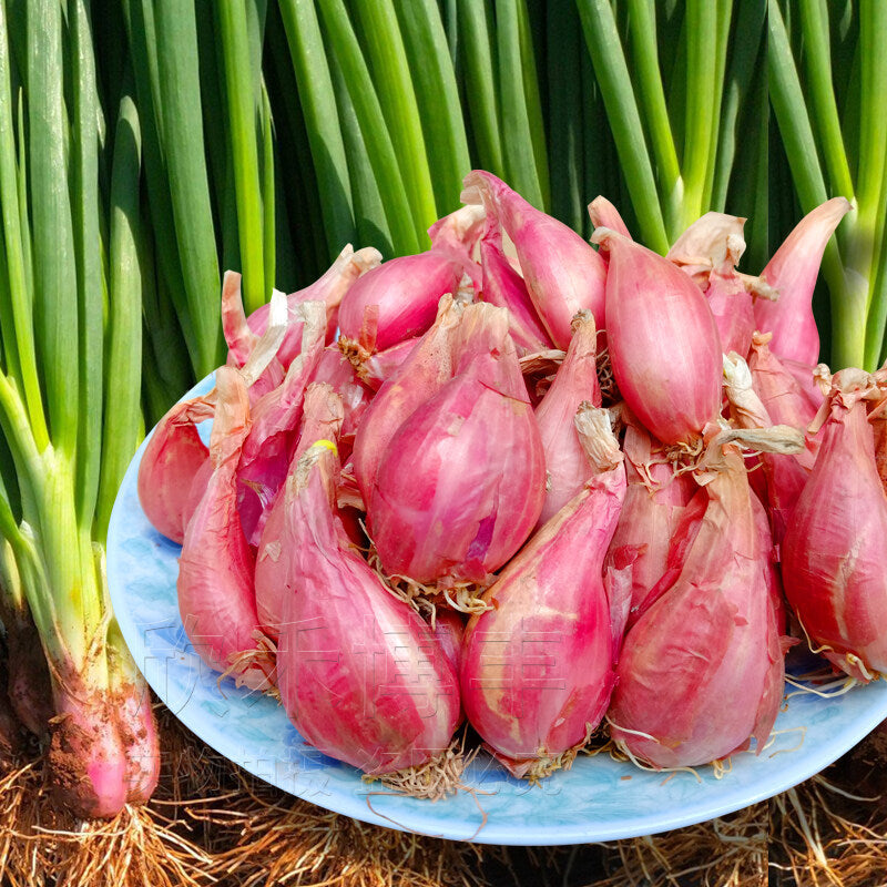 Four Seasons Shallots Seeds