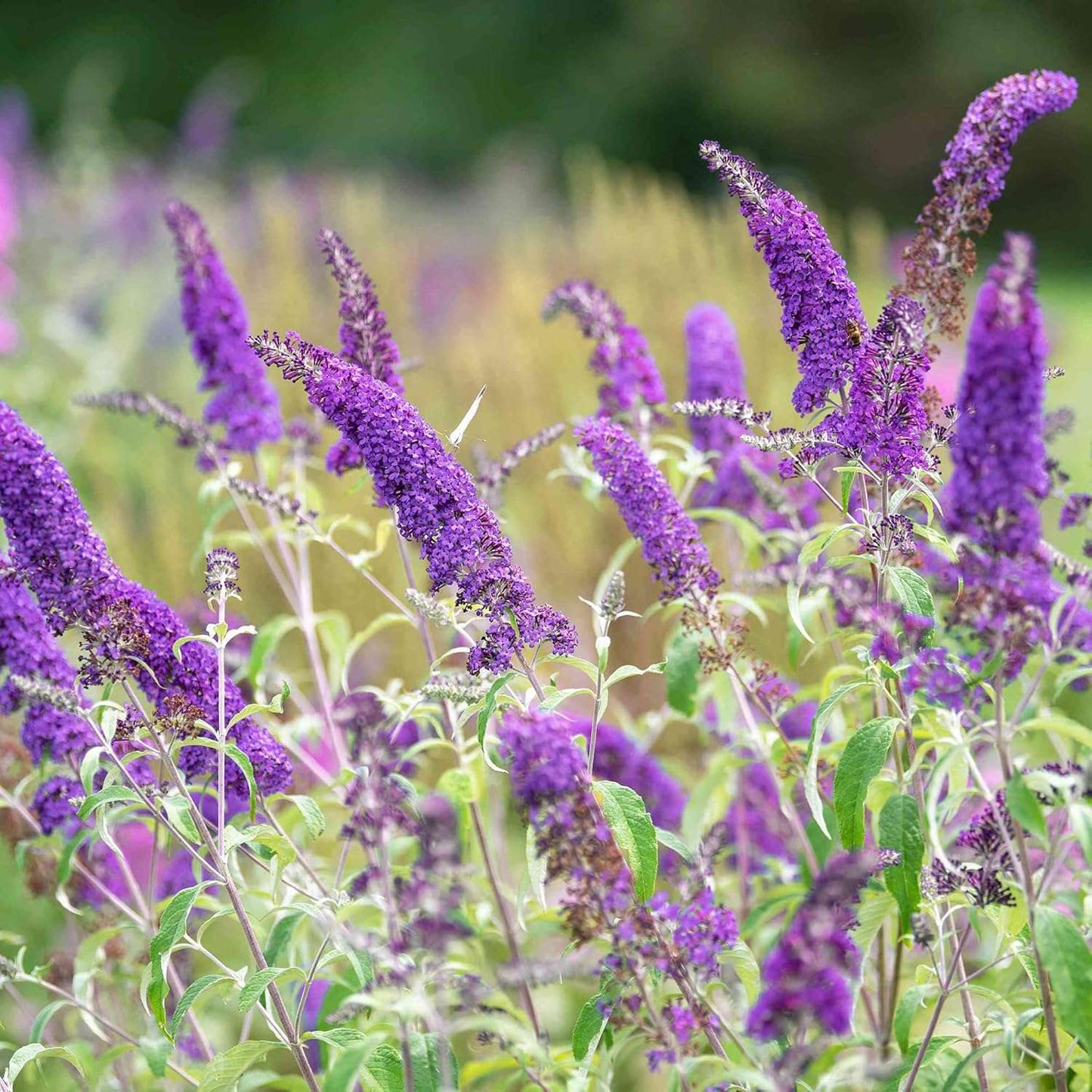 215 Mixed Colors Butterfly Bush Seeds Buddleia Davidii Fragrant Attract Pollinators Bloom in Summer Deciduous Shrub Gardens Landscaping Outdoor