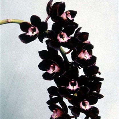 The Of Maverick New 200Pcs Butterfly Orchid Seeds Black Universal