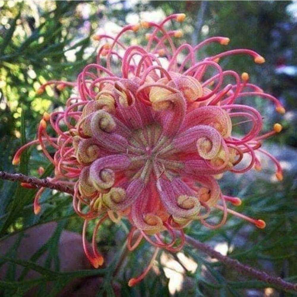 100 Passion Bee flower garden flower seeds for spring summer gmo organic colorfu