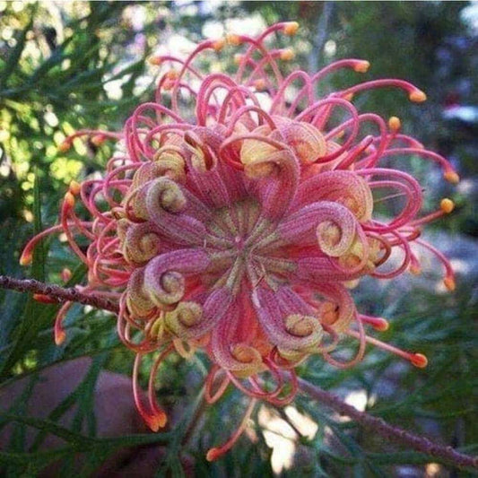 100 Passion Bee flower garden flower seeds for spring summer gmo organic colorfu