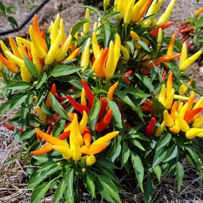 Golden Finger Pepper Seeds