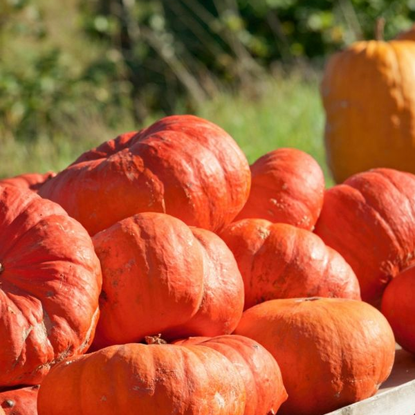 Fairy Tale Pumpkin Seeds