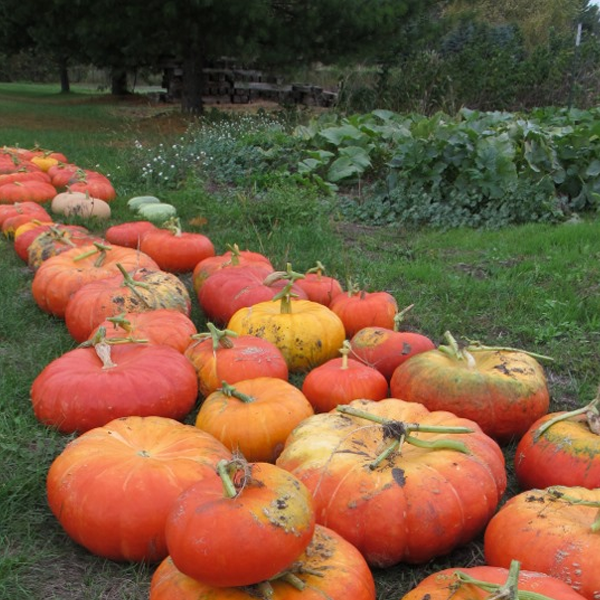 Fairy Tale Pumpkin Seeds