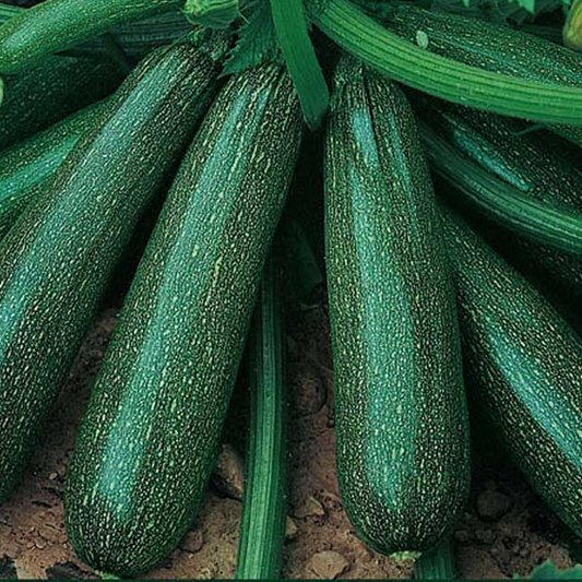 Summer Squash Seeds