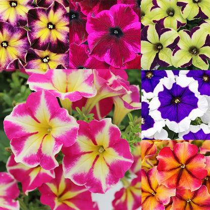 1000+ Mix-Color Petunia Seeds for Planting