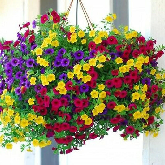 1000pcs Hanging Petunia Seeds Mixed Color Bright Flowers Perennial